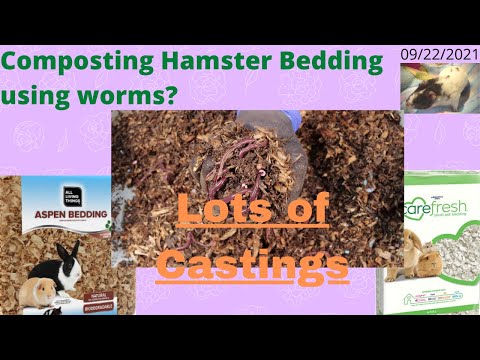 Compost Hamster Bedding with ANCs - Lots of Castings 9/22/2021