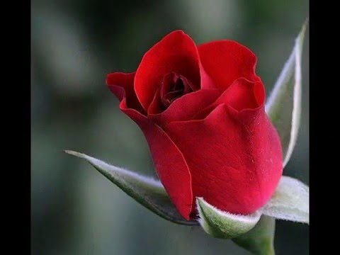 , title : 'As 20 rosas vermelhas mais linda do Mundo!'