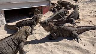 preview picture of video 'Soo many Iguanas and a cute Jutias on Iguanas Island'