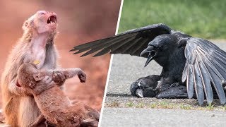 Как животные прощаются с мёртвыми?