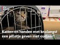 Kalmerende middelen voor huisdieren met knalangst. Maar werkt het? | RTV Utrecht