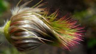 Melody Gardot - Sweet Memory