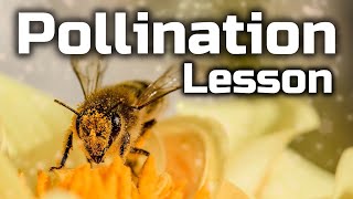 Pollination Lesson for Children