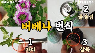 버베나 번식 이렇게 해보세요! 