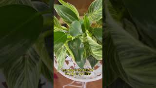 Improves air and sleep quality #plants