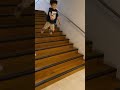 Extreme Jumping Challenge Jumping Down 6 Steps Of Stairs