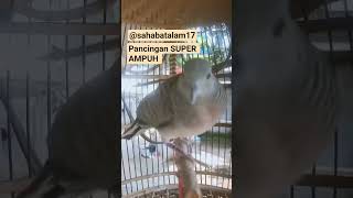 Download lagu perkutut BETINA memanggil JANTAN ampuh untuk pancingan Bunyi mp3 Download lagu perkutut BETINA memanggil JANTAN ampuh untuk pancingan Bunyi mp3