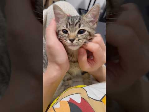 【天使】もふもふ子猫、可愛く育ちました...!! #cat #猫