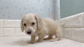 ミニチュアダックスの動画01