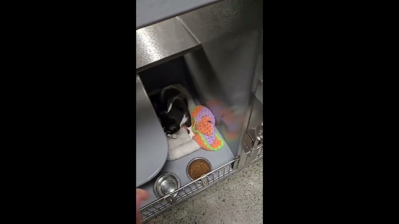 Enlarge Bailey, a ADOPTABLE mixed breed in Toronto, ON video 6/6