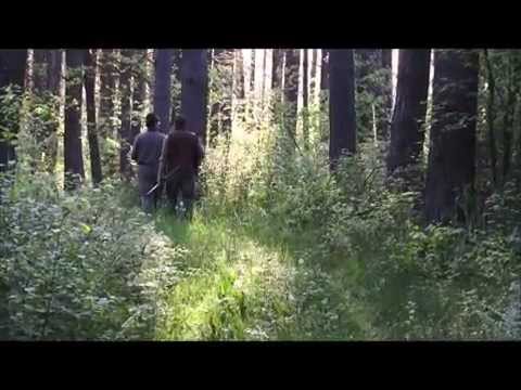 Der Rehbock vom Moor