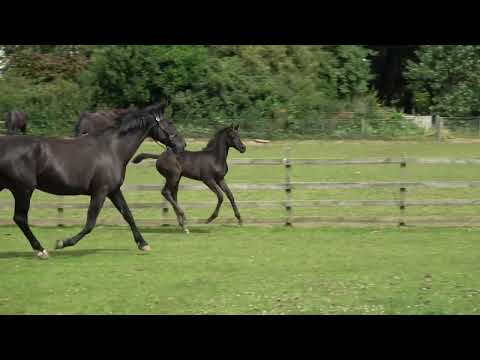 Tiffany - 2023 filly by Total Mclaren x Rubin Star N