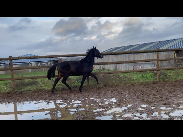 Superbe poulain AES 2023, origines dressage premium