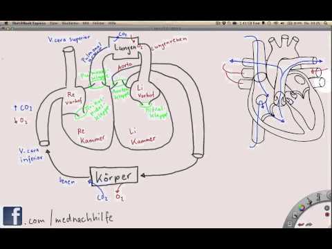 Portale Hypertension, Leberzirrhose Speiseröhre Dressings mit hypertonen
