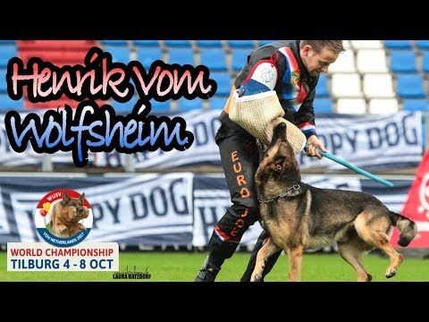 WUSV 2017 David Buss Henrik Vom Wolfsheim C Protection 91pts