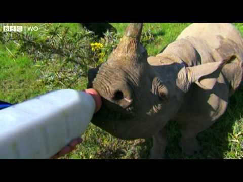 Stephen Fry Bottle Feeds A Cute Baby Rhino - Last Chance to See: Return Of The Rhino - BBC