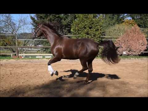 Sir Larino 3 jähriger Wallach von Sir Fidergold neu