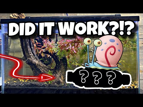 DIY Snail Trap ( Dumpster Hamster Update)