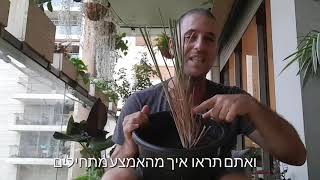 איך מכינים עשרות שתילים משתיל אחד של עשב הלימון?