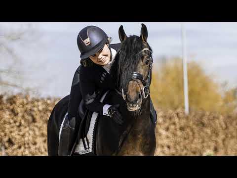 New Edition M (No Limit x Calido G x Sandro Hit)