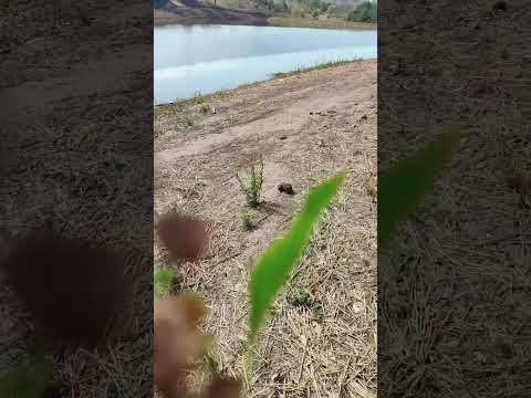 Lago de Mossâmedes Goiás