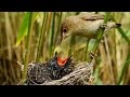 I Watch Reed Warblers Raise A Cuckoo Chick As If It Was Their Own Part 2 Robert E Fuller