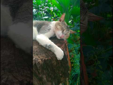 How you like me?|💗😺😸💗|#shortsfeed#shorts#youtubeshorts#short#ytshorts#shortsvideo#shortsfeed#viral