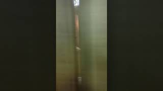 exotic pet store in Pensacola Florida