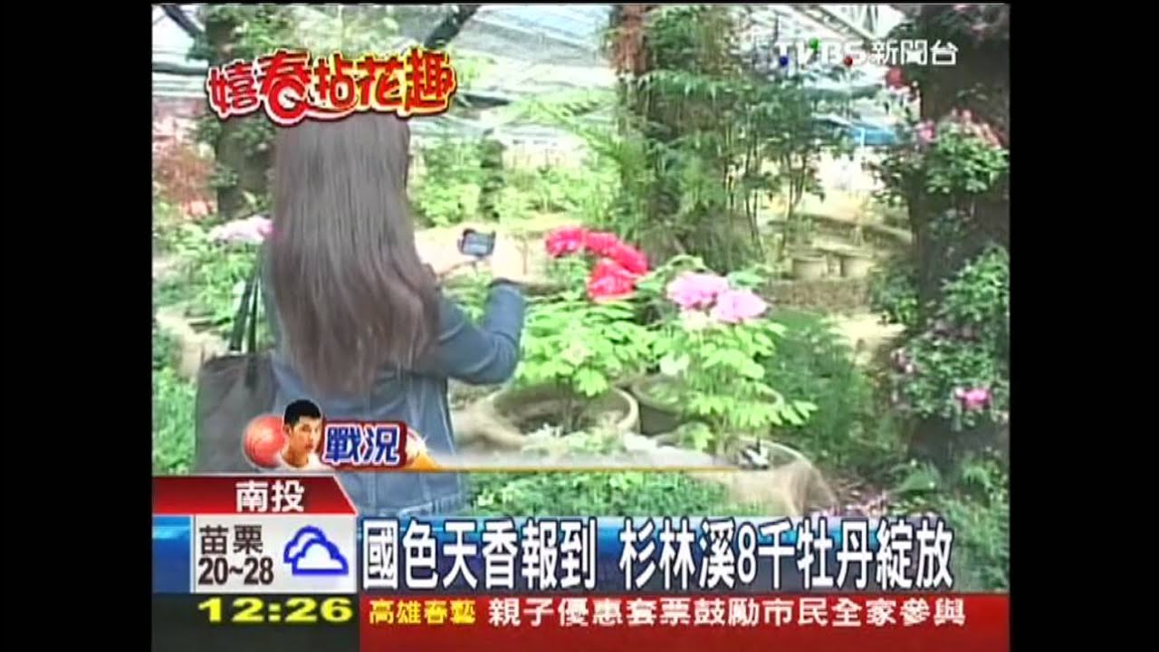 國色天香報到 杉林溪8千牡丹綻放
