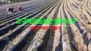 고구마모종 간편하게 심는 방법