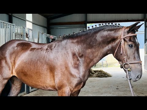 Beautiful all round cob - Image 2