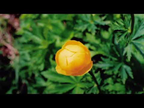 Rodolfo Biagi milonga tanda