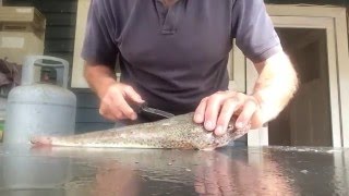 Flathead filleting, no bones