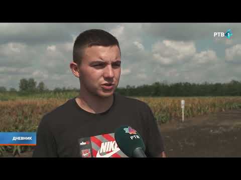 Da li je unosnije i sigurnije umesto kukurza uzgajati sirak?