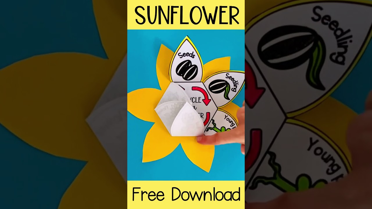 Sunflower life cycle cut and paste activity - free download