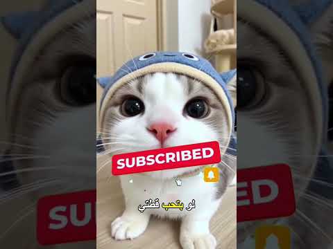 قفزة فوق المصرف كانت هتكون نهايتها 😳🐱