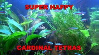 TROPICAL FISH UNBOXING on The Far Side