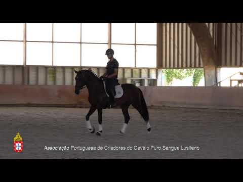 20/06/29 9 Lancelot do Monte - Projecto para Cavalos Lusitanos Jovens no Ensino