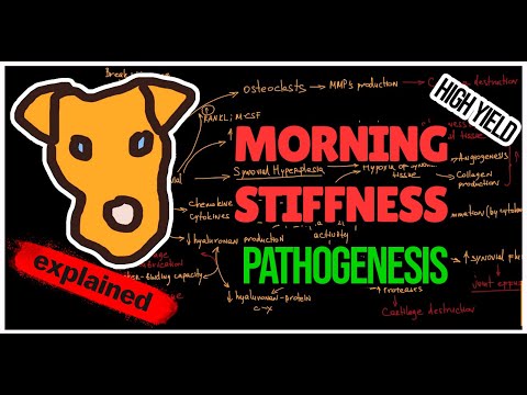 Pathogenesis of Morning Stiffness
