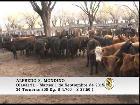 01-09-15 Venta de Macho y Hembra - Alfredo S. Mondino - Olavarria.