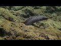 white mouth moray eel anini beach kauai