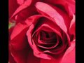 "Paris ma rose "chanté par Serge Reggiani