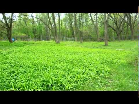 Bachelor's Grove Cemetery Video 3