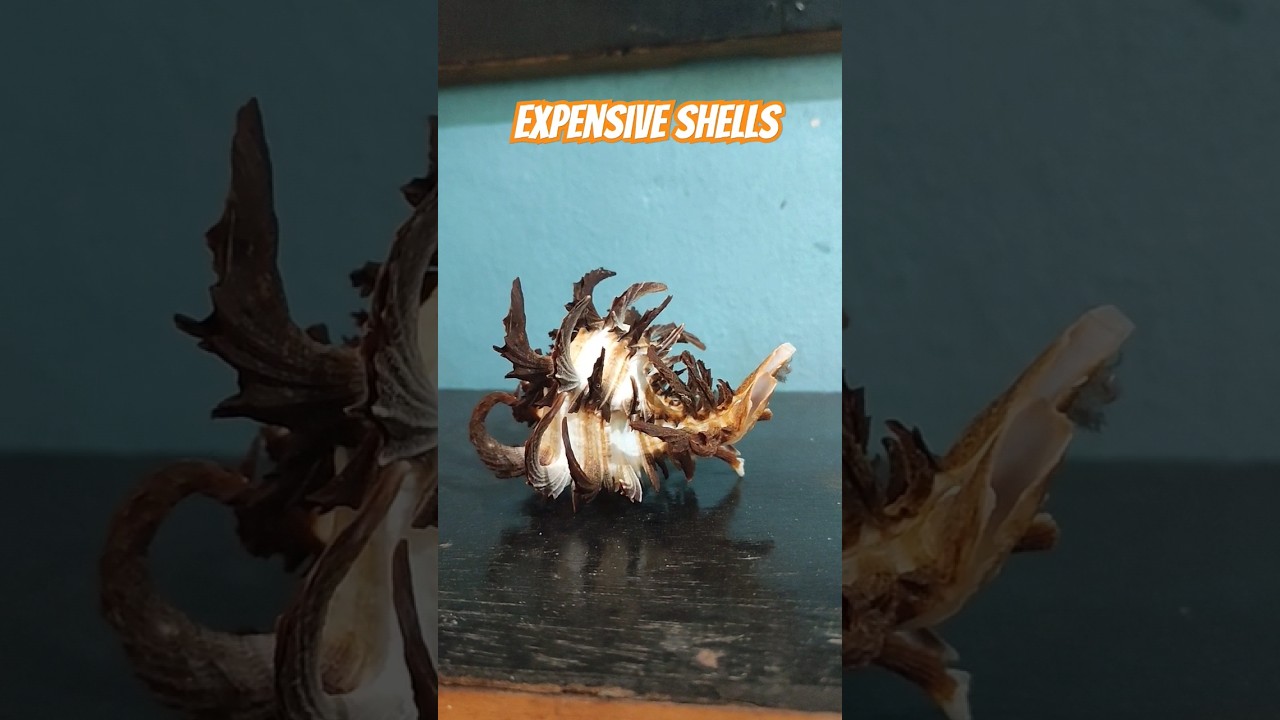 YouTube Short thumbnail