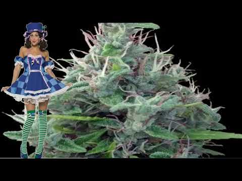 Lebanese – Ace Seeds