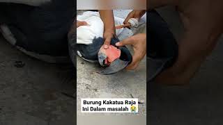 Download lagu Burung Kakatua Raja Ini Dalam Masalah 😭 mp3 Download lagu Burung Kakatua Raja Ini Dalam Masalah 😭 mp3