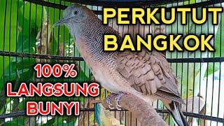 Download lagu SUARA BURUNG PERKUTUT BANGKOK GACOR PALING AMPUH UNTUK PANCINGAN PERKUTUT BANGKOK LANGSUNG NYAUT mp3 Download lagu SUARA BURUNG PERKUTUT BANGKOK GACOR PALING AMPUH UNTUK PANCINGAN PERKUTUT BANGKOK LANGSUNG NYAUT mp3