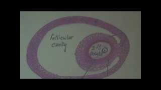 Dr.Gihan - Datashow (M.G.S) & Drawings 2 - Part 4