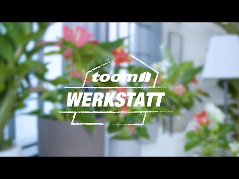 toom Pflanzentipps: Anthurien | toom Baumarkt