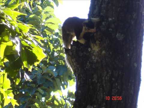 Milton mallawarachchi - leno leno